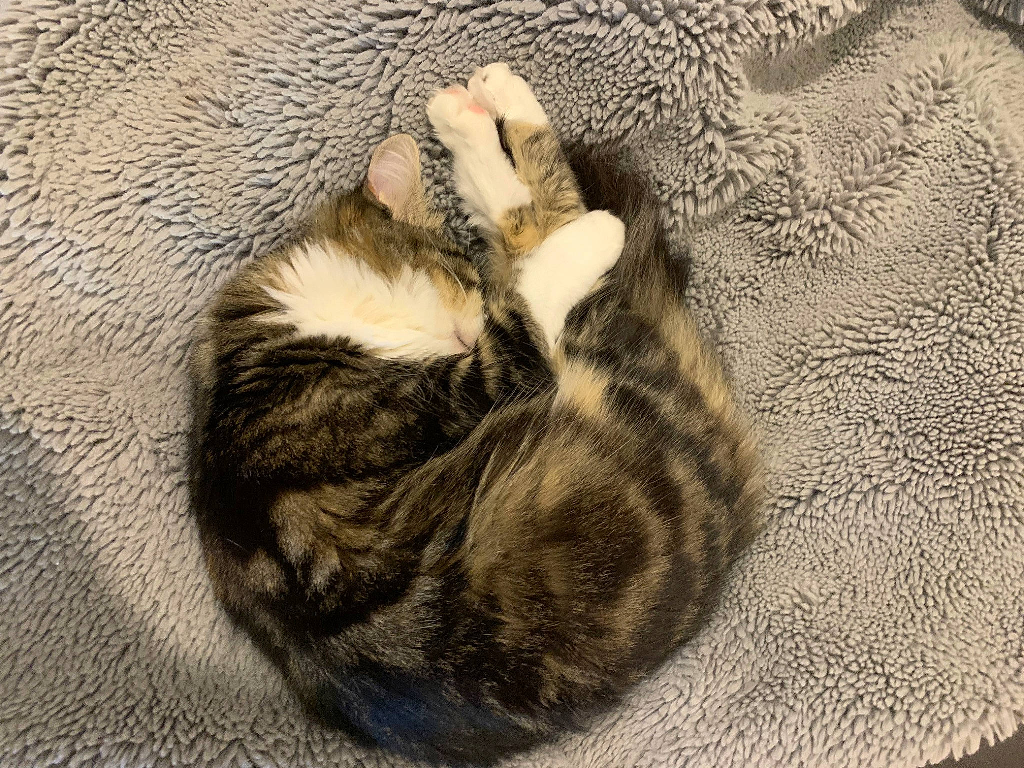 Vanilla a rejoint le concours — aidez-le/la à gagner de superbes lots ! carnivore, cat, claw, comfort, domestic_short_haired_cat, fawn, felidae, fur, grey, pattern, paw, small_to_medium_sized_cats, snout, tail, terrestrial_animal, tree, whiskers, wood, wool, woolen