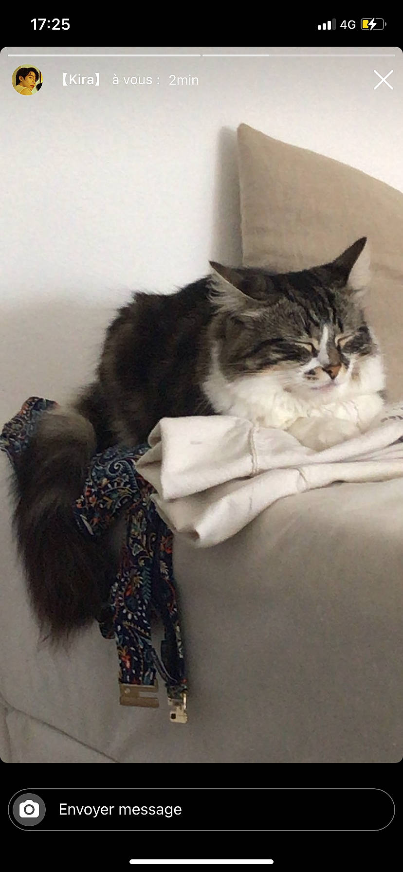 Vanilla a rejoint le concours — aidez-le/la à gagner de superbes lots ! bed, bedding, box, carnivore, cat, cat_supply, claw, comfort, domestic_short_haired_cat, fashion_accessory, felidae, fur, fur_clothing, grey, linens, room, sleeve, small_to_medium_sized_cats, tail, whiskers