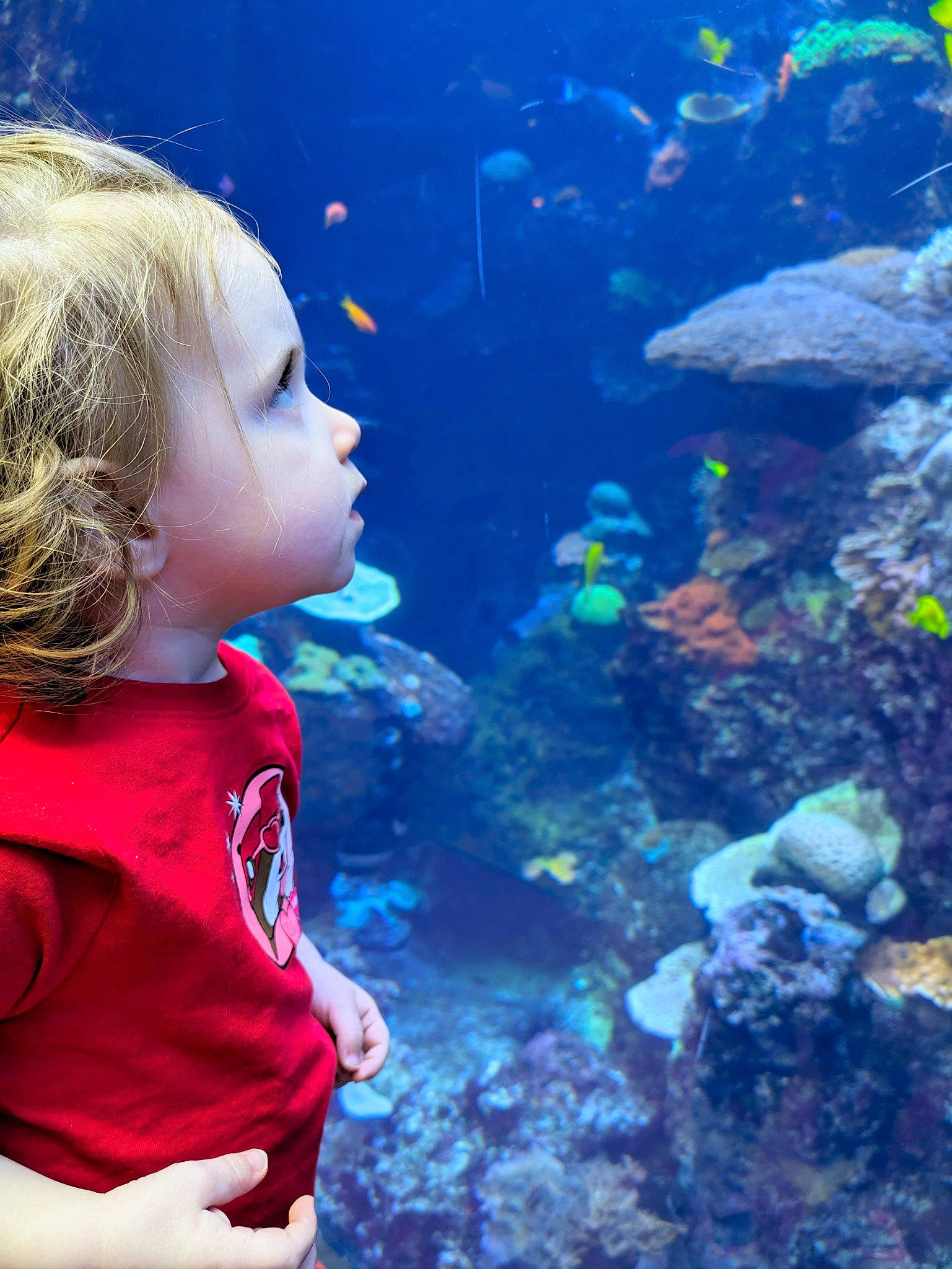 Everlee is registered to the contest to win money with this photo: adaptation, azure, baby_toddler_clothing, body_of_water, coastal_and_oceanic_landforms, coral, coral_reef, electric_blue, fish, happy, light, marine_biology, natural_environment, nature, organism, people_in_nature, person, reef, toddler, underwater