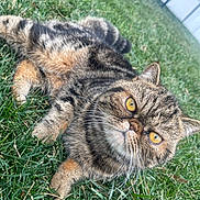 Charlie Brown is registered to the contest to win money with this photo: cat, tabby_cat, grass, close_up, pet, yellow_eyes, whiskers, portrait, outdoor, fur, lying_down, lawn, feline, cute, domestic_cat, curious, paw, green_grass, eyes, ground