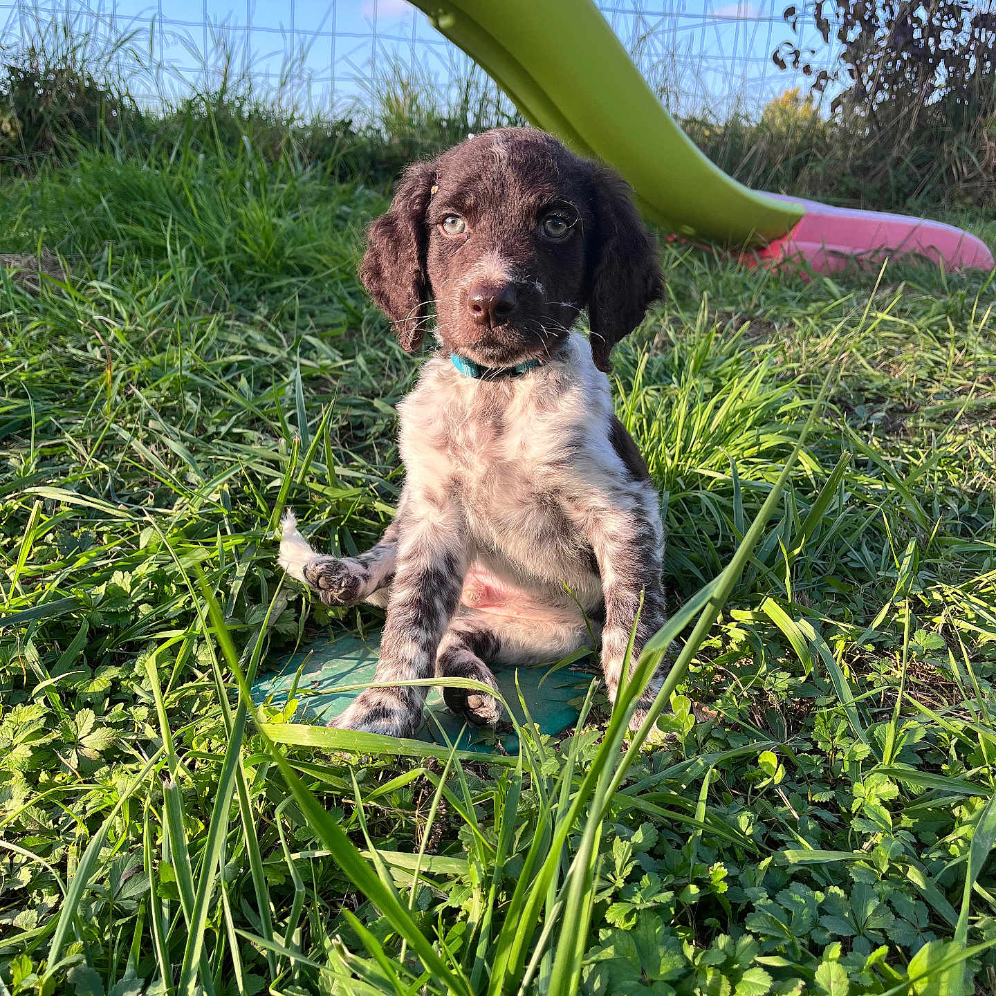 Aïko a rejoint le concours — aidez-le/la à gagner de superbes lots ! animal, collar, cute, daylight, dog, ears, fence, fur, grass, greenery, mammal, nature, outdoor, pet, playground, puppy, sitting, slide, sunlight, young_animal