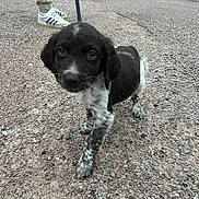 Aïko a rejoint le concours — aidez-le/la à gagner de superbes lots ! puppy, dog, leash, gravel, outdoor, person, footwear, sneakers, pants, black_and_white, animal, pet, young_dog, walking, street, curious, close_up, suburban, nature, background