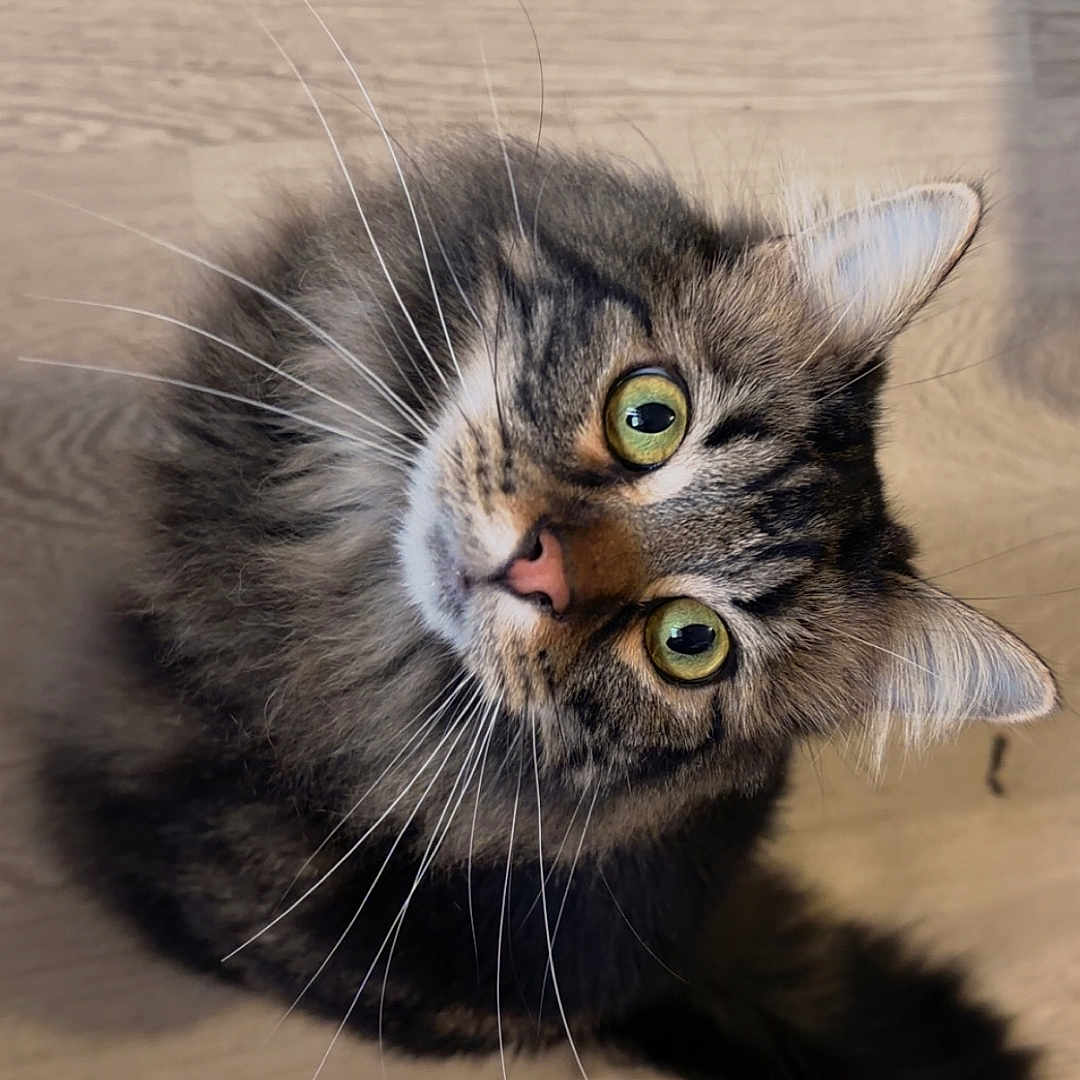 Gato participe au concours pour gagner de l'argent avec cette photo : cat, tabby, green_eyes, fluffy, whiskers, pet, animal, looking_up, curious, indoor, wooden_floor, cute, feline, fur, domestic_cat, mammal, portrait, sitting, cute_pet, house_pet