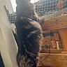 Gato a rejoint le concours — aidez-le/la à gagner de superbes lots ! cat, tabby, standing, balcony, netting, wood, stool, curious, fur, pet, indoor, daylight, feline, looking, home, animal, whiskers, tail, ears, cozy