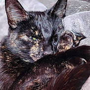 Brownie is registered to the contest to win money with this photo: animal, blanket, cat, close_up, cozy, cute, domestic_cat, ears, face, feline, fur, indoors, paw, pet, relaxing, resting, sleepy, soft, tortoiseshell_cat, whiskers