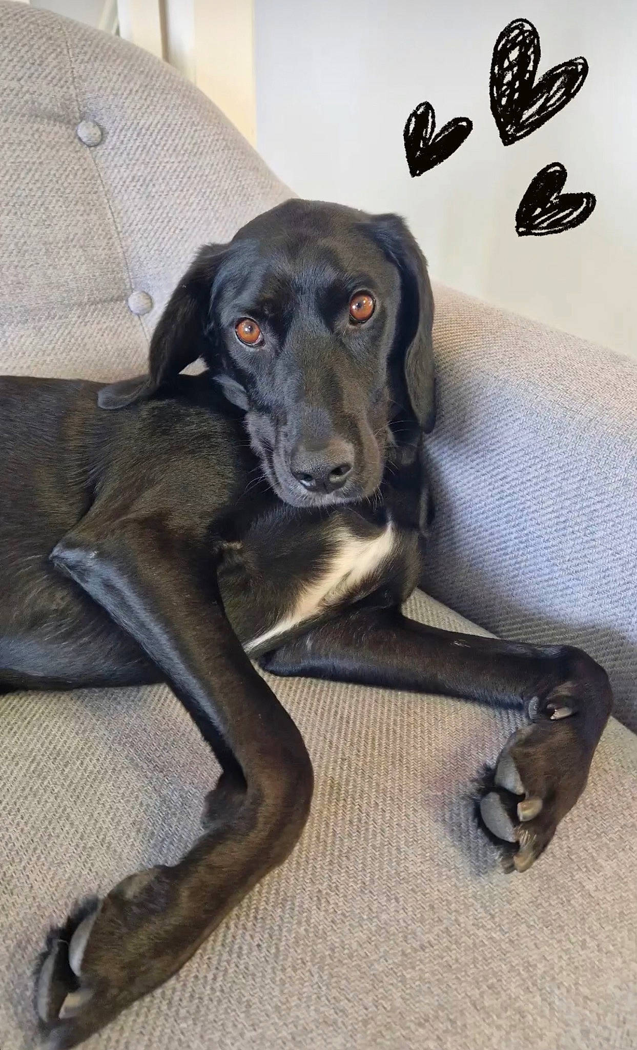 Max is registered to the contest to win money with this photo: borador, canidae, carnivore, comfort, companion_dog, dog, dog_breed, event, fawn, fur, grey, gun_dog, hunting_dog, liver, snout, sporting_group, terrestrial_animal, whiskers, working_animal