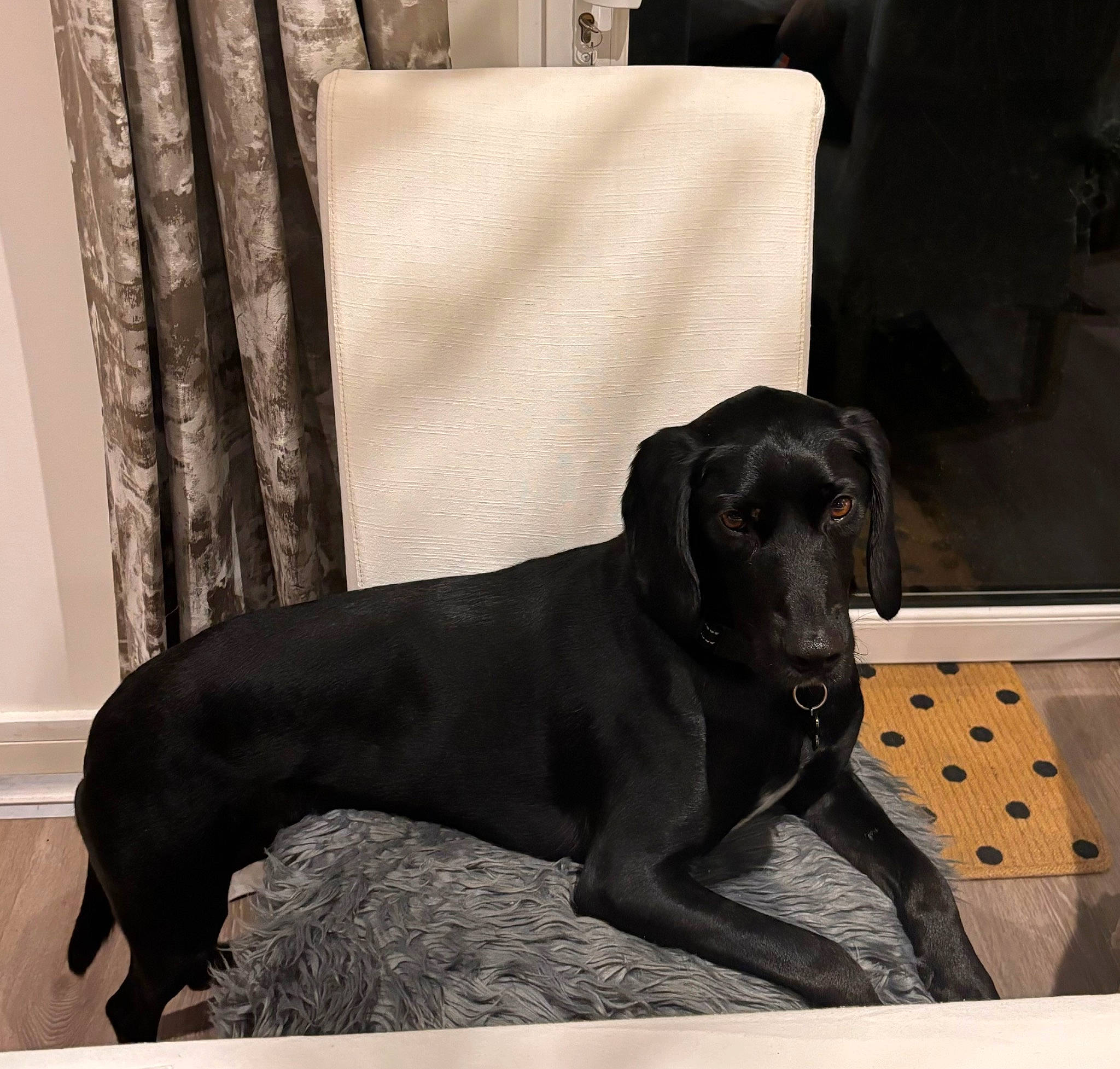 Max is registered to the contest to win money with this photo: borador, canidae, carnivore, collar, comfort, companion_dog, dog, dog_breed, dog_collar, dog_supply, fur, grey, gun_dog, liver, metal, pet_supply, rectangle, snout, sporting_group, working_animal