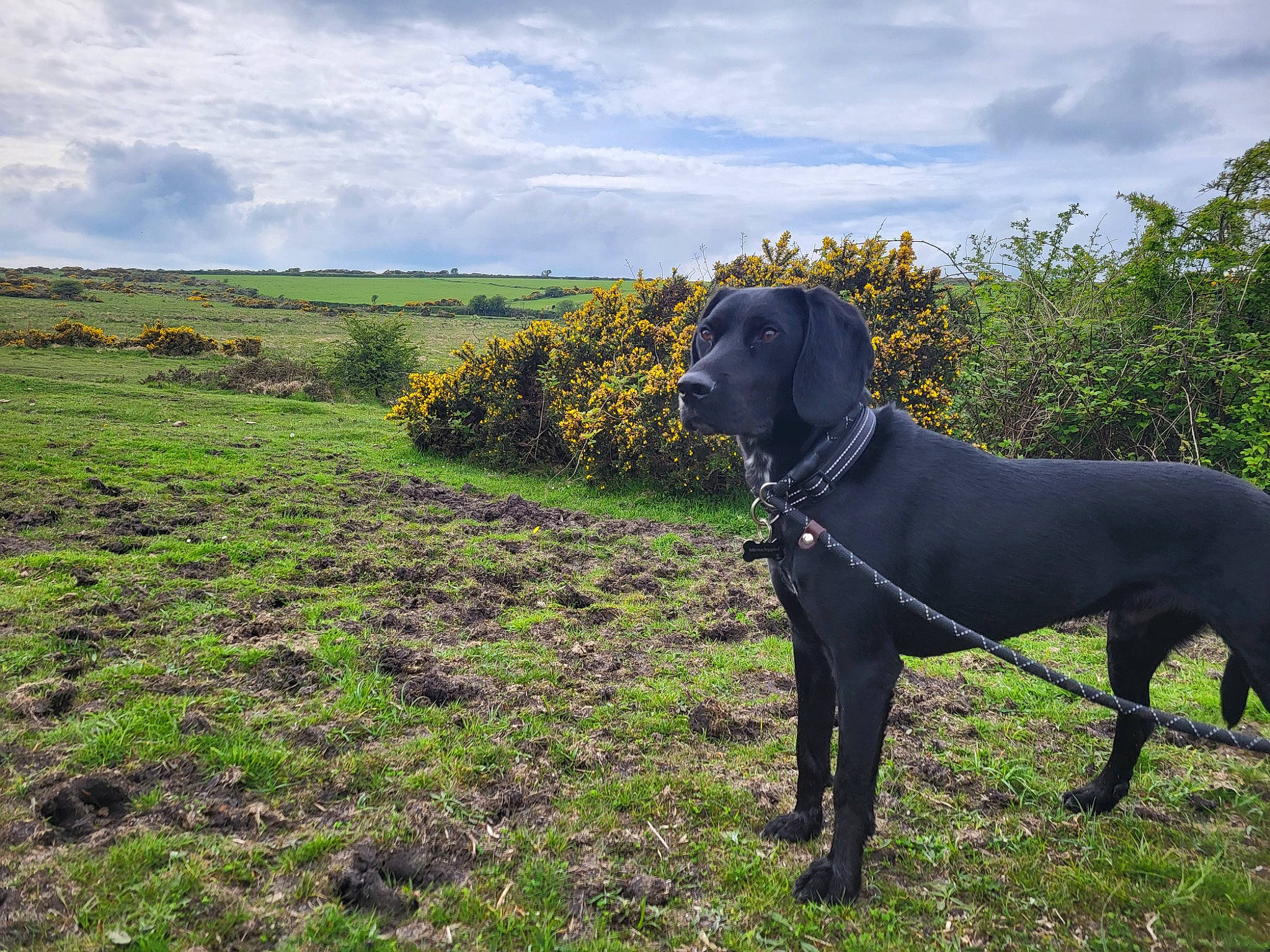 Max joined the competition — help win amazing prizes! art, carnivore, cloud, collar, dog, dog_breed, dog_collar, fawn, grass, grassland, landscape, natural_landscape, pasture, plant, sky, sporting_group, tail, terrestrial_animal, wildlife, working_animal