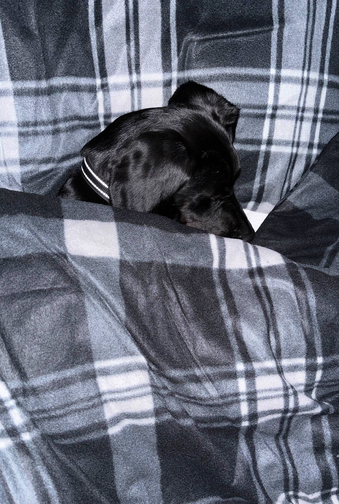 Max is registered to the contest to win money with this photo: black, carnivore, comfort, companion_dog, dog, dog_breed, dog_supply, fur, grey, linens, monochrome_photography, pattern, plaid, sleeve, sporting_group, tartan, textile, tints_and_shades, toy_dog, whiskers