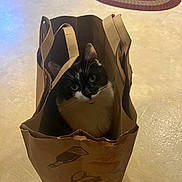 Gus joined the competition — help win amazing prizes! cat, paper_bag, black_and_white, pet, indoor, floor, curious, looking_up, animal, whiskers, ears, green_eyes, sitting, brown, paper, handle, cute, domestic, feline, playful