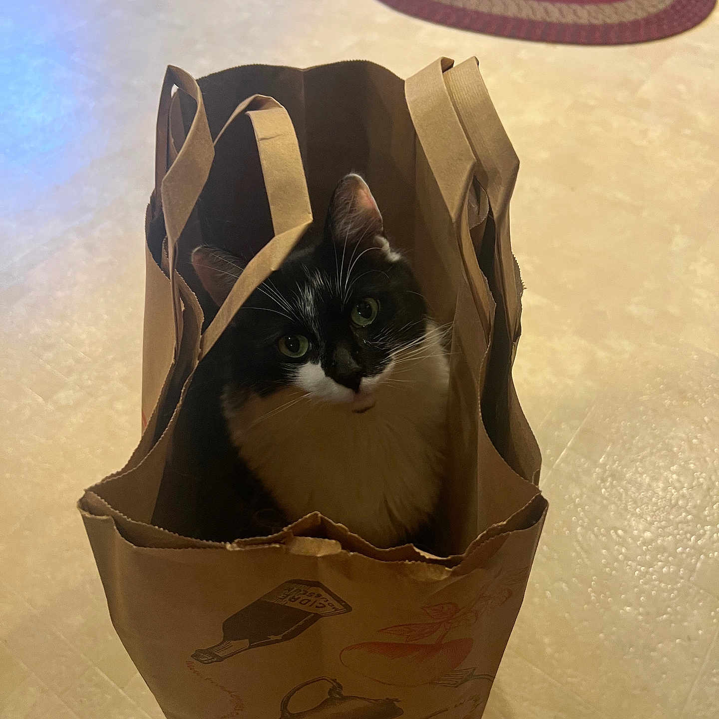Gus joined the competition — help win amazing prizes! animal, black_and_white, brown, cat, curious, cute, domestic, ears, feline, floor, green_eyes, handle, indoor, looking_up, paper, paper_bag, pet, playful, sitting, whiskers
