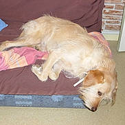 Daisy participe au concours pour gagner de l'argent avec cette photo :