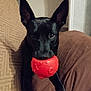 Akira a rejoint le concours — aidez-le/la à gagner de superbes lots ! dog, black_dog, pet, ball, red_ball, indoor, couch, furniture, ears, animal, playful, toy, canine, looking, waiting, home, relaxed, closeup, companion, adorable