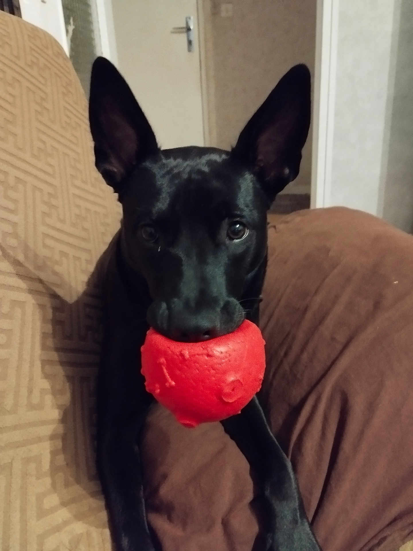 Akira a rejoint le concours — aidez-le/la à gagner de superbes lots ! dog, black_dog, pet, ball, red_ball, indoor, couch, furniture, ears, animal, playful, toy, canine, looking, waiting, home, relaxed, closeup, companion, adorable