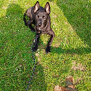 Akira a rejoint le concours — aidez-le/la à gagner de superbes lots ! dog, black_dog, grass, leash, stick, outdoor, pet, animal, nature, sunlight, ears, playful, attention, greenery, summer, canine, cute, daylight, resting, ground