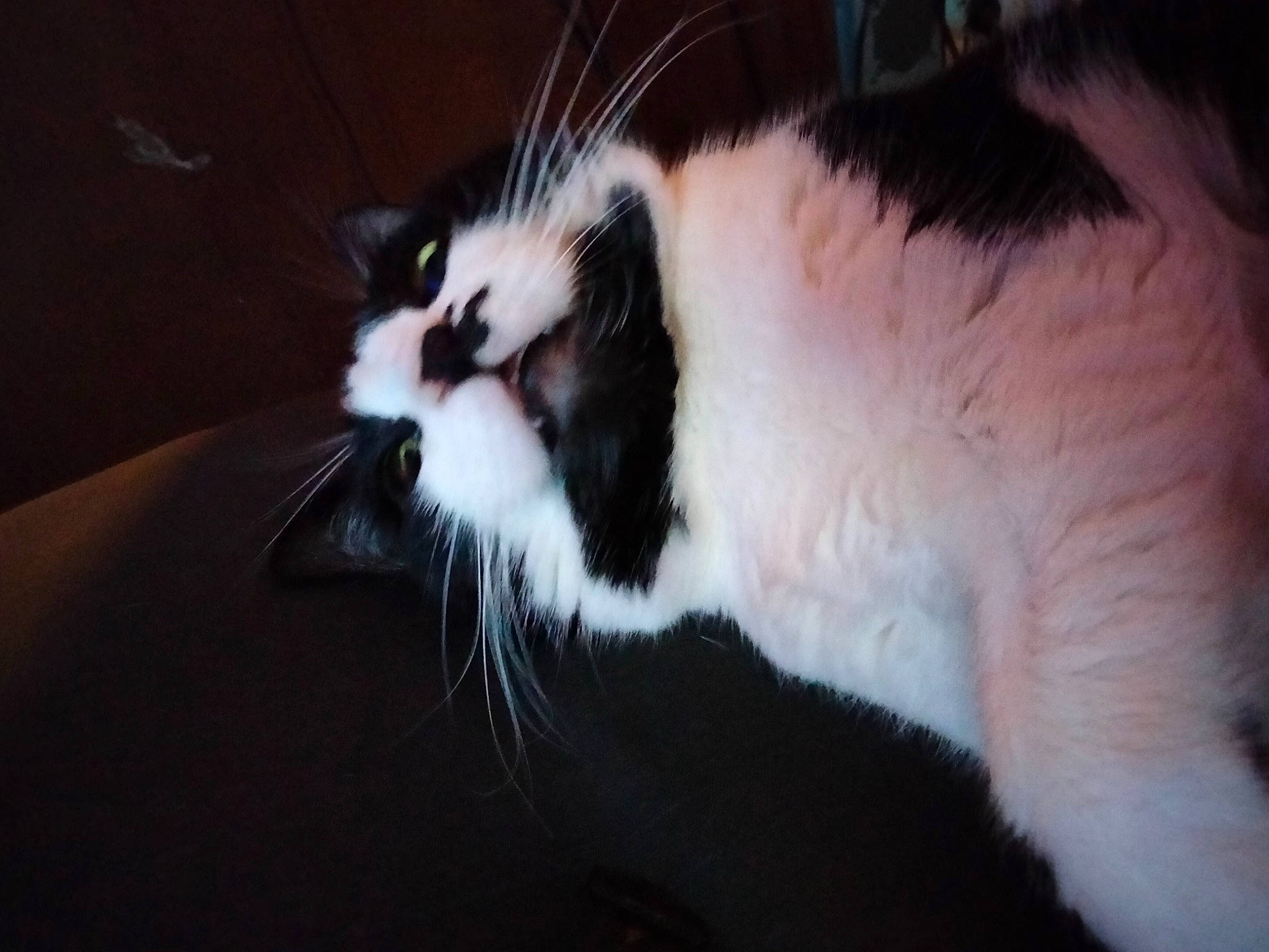 Speedy a rejoint le concours — aidez-le/la à gagner de superbes lots ! carnivore, cat, comfort, darkness, domestic_short_haired_cat, eye, felidae, fur, head, human_body, leg, paw, small_to_medium_sized_cats, snout, tail, terrestrial_animal, whiskers, window