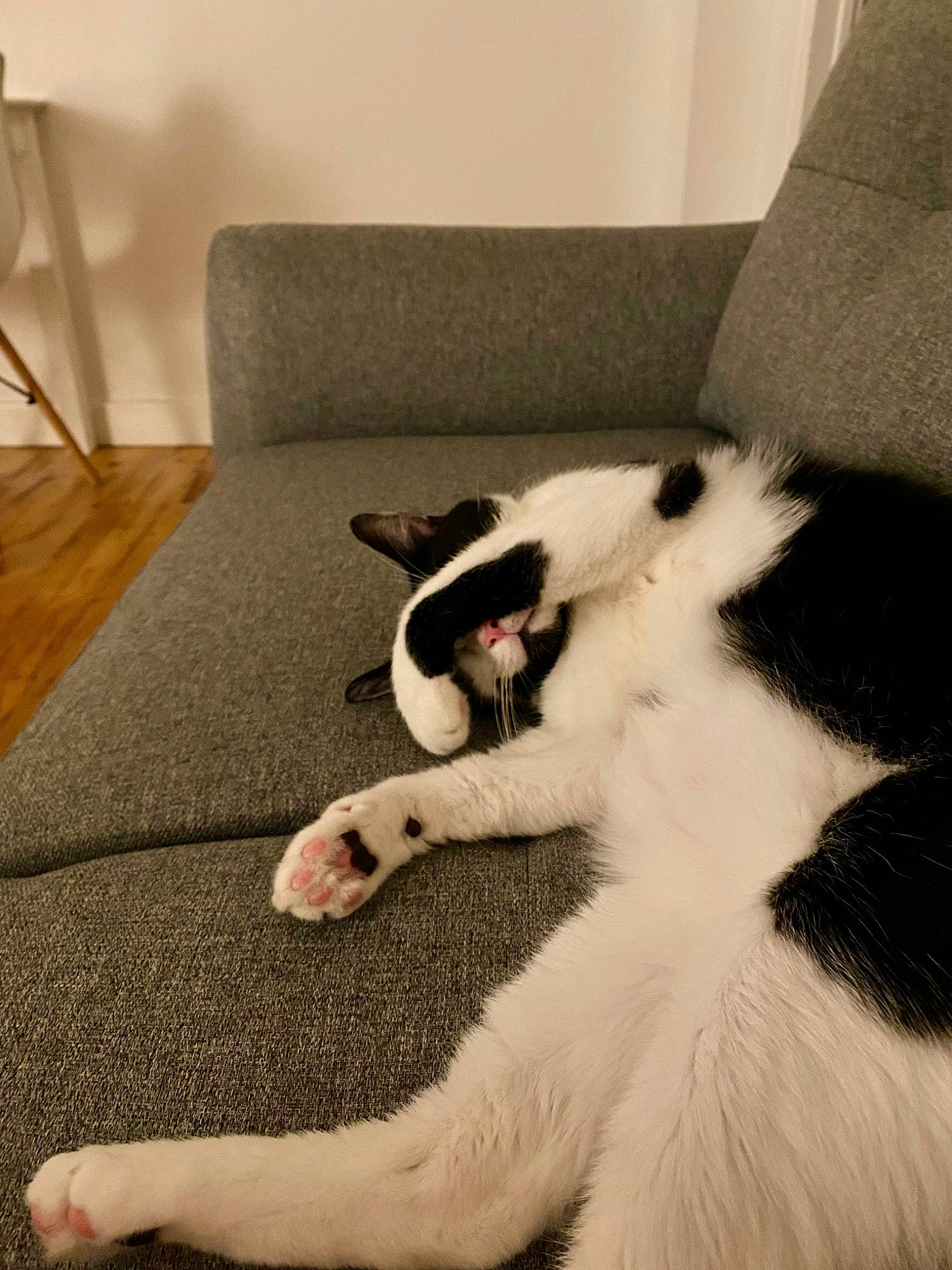 Sven participe au concours pour gagner de l'argent avec cette photo : carnivore, carpet, cat, comfort, companion_dog, couch, domestic_short_haired_cat, felidae, flooring, foot, fur, hardwood, human_leg, paw, room, small_to_medium_sized_cats, tail, whiskers, white, wood