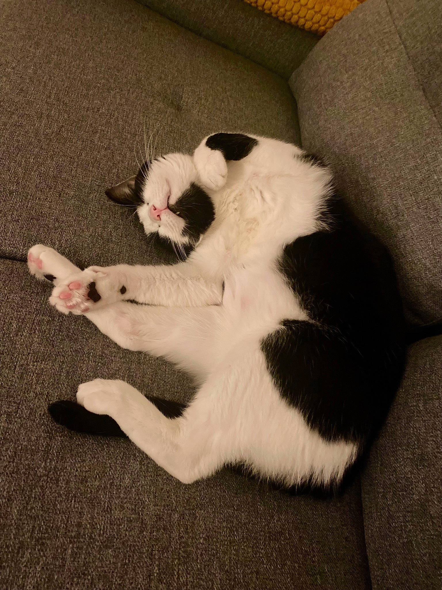 Sven participe au concours pour gagner de l'argent avec cette photo : canidae, carnivore, cat, claw, comfort, couch, dog_breed, domestic_short_haired_cat, fawn, felidae, flooring, foot, fur, paw, small_to_medium_sized_cats, snout, sporting_group, tail, terrestrial_animal, whiskers