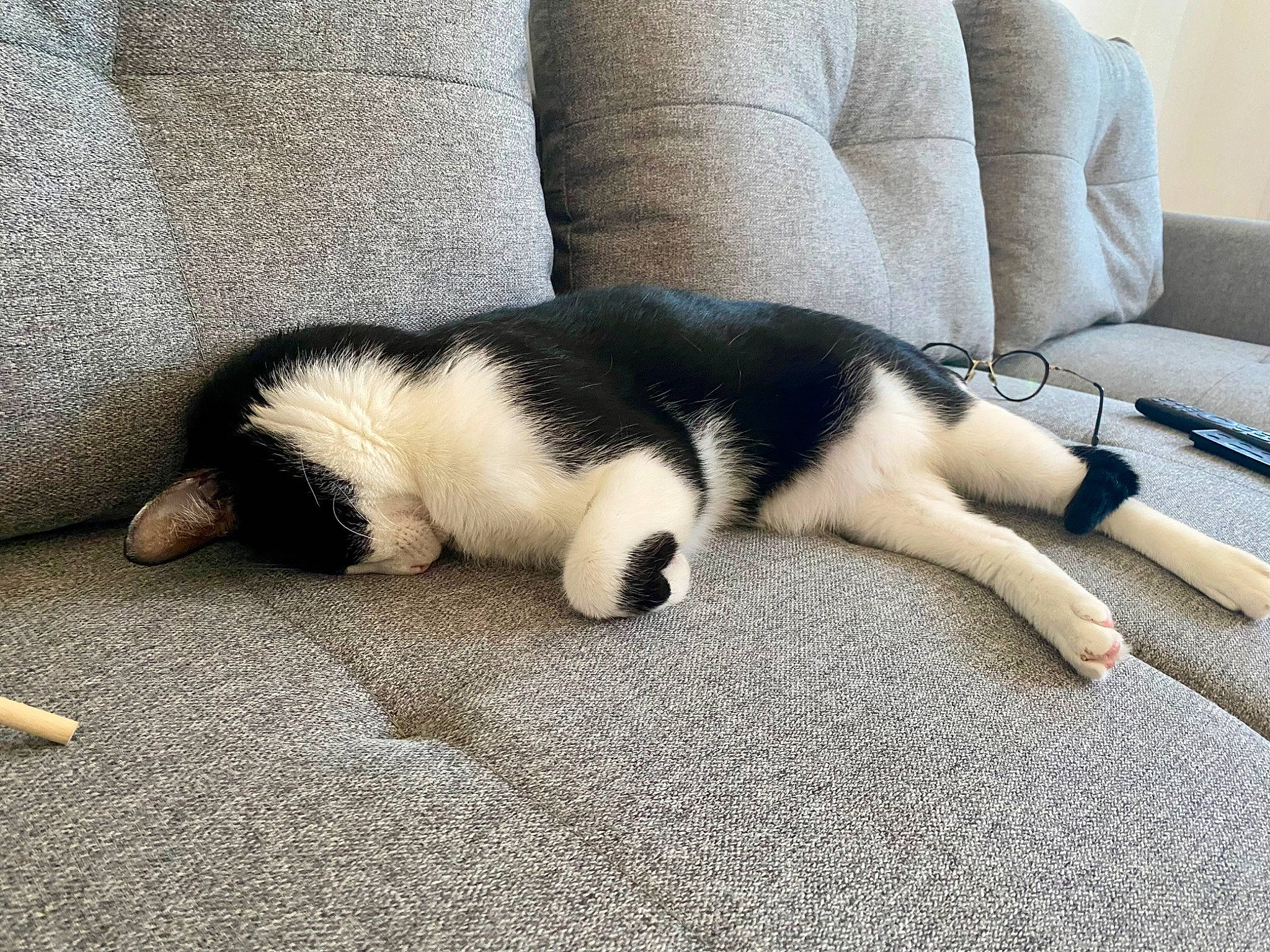 Sven a rejoint le concours — aidez-le/la à gagner de superbes lots ! carnivore, cat, comfort, companion_dog, couch, dog_breed, domestic_short_haired_cat, felidae, flooring, fur, human_leg, nap, paw, sleep, small_to_medium_sized_cats, snout, sporting_group, tail, terrestrial_animal, whiskers