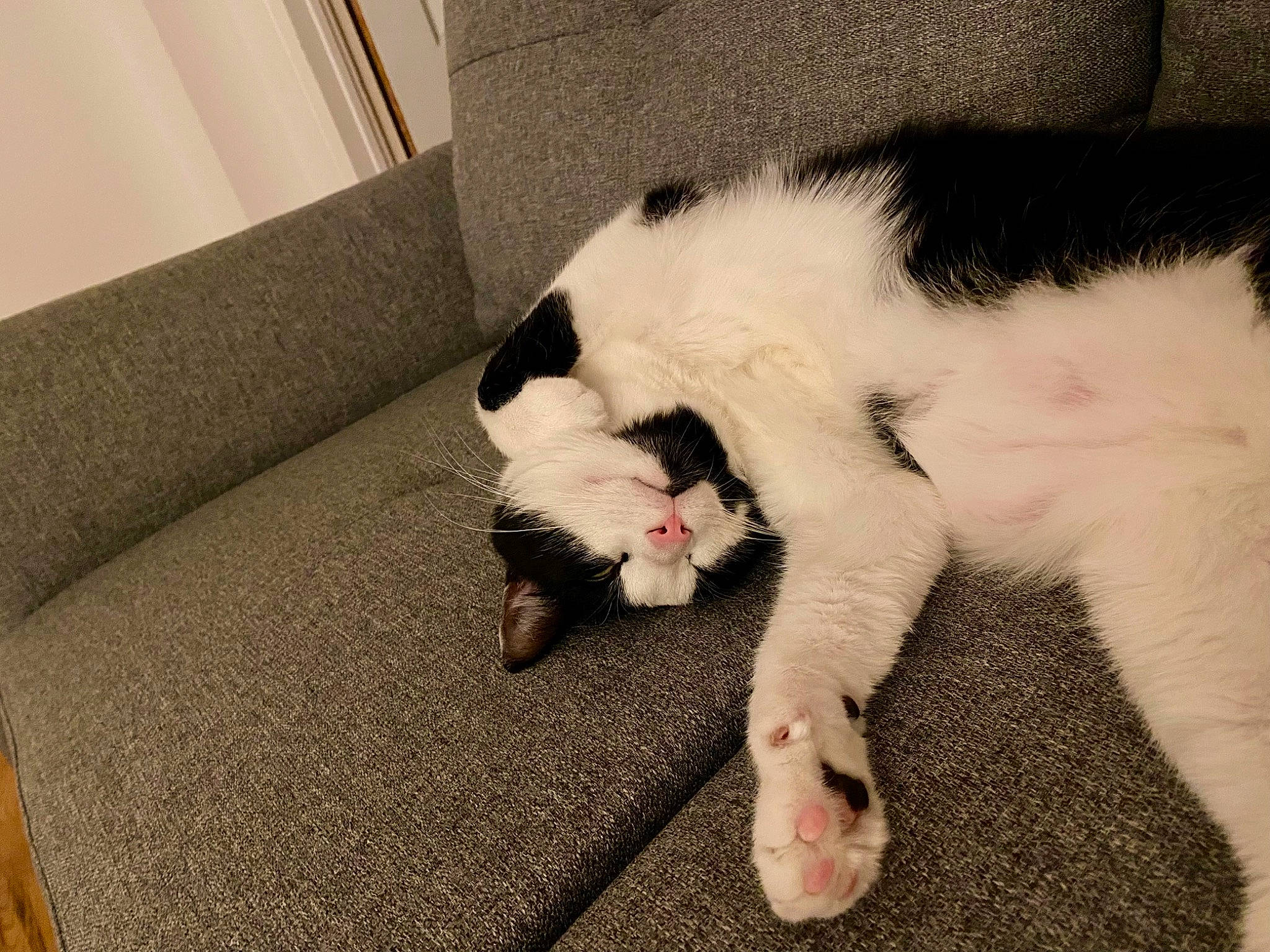 Sven a rejoint le concours — aidez-le/la à gagner de superbes lots ! canidae, carnivore, cat, claw, comfort, dog_breed, domestic_short_haired_cat, eye, fang, felidae, flooring, fur, nap, paw, plant, small_to_medium_sized_cats, snout, sporting_group, tail, whiskers