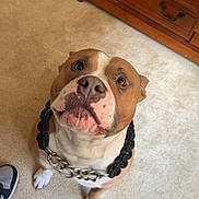 Drako is registered to the contest to win money with this photo: dog, indoor, carpet, collar, brown, white, furniture, wooden, shoes, floor, pet, canine, looking_up, cute, domestic, animal, chain, casual, portrait, expectant