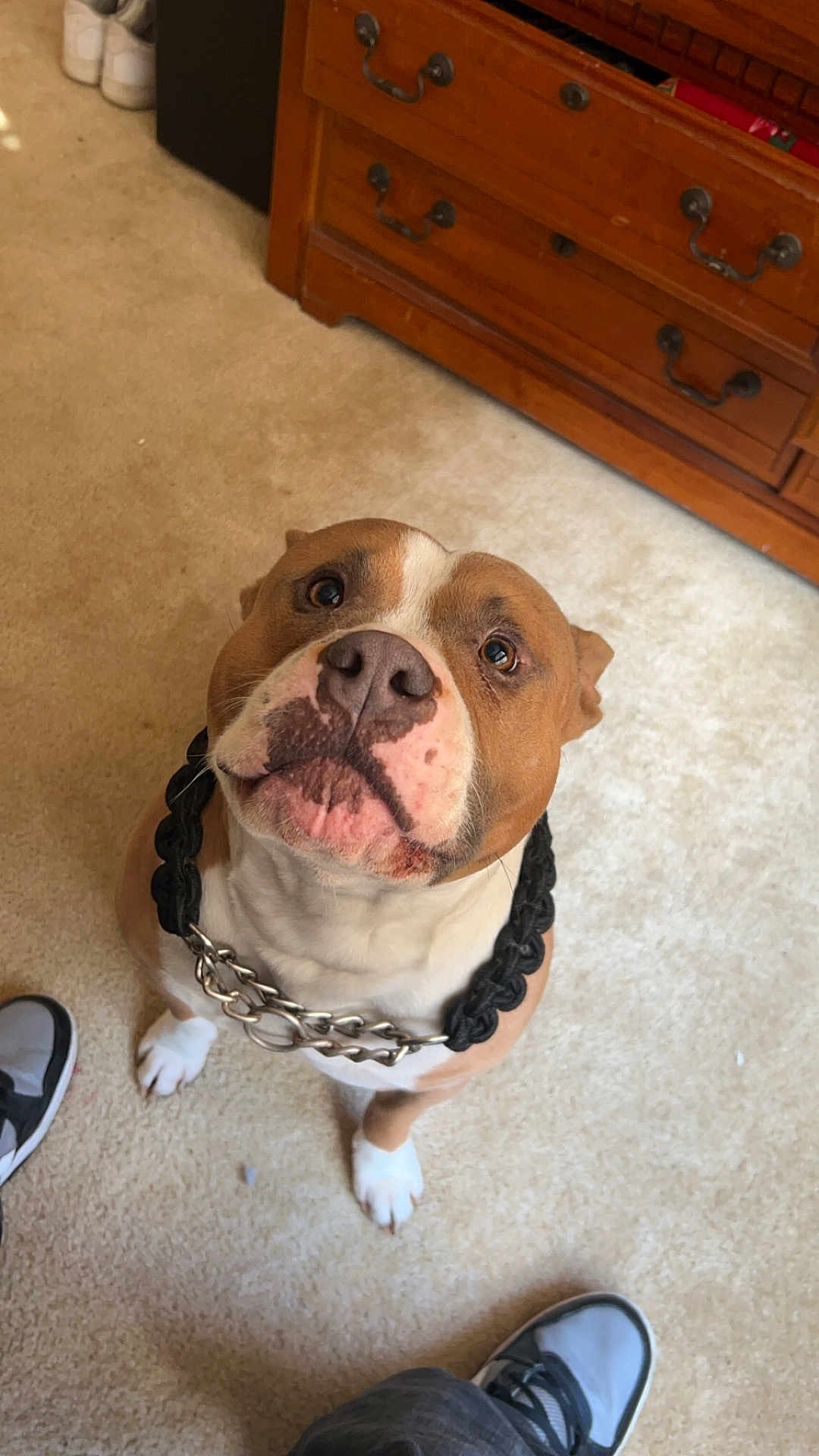 Drako