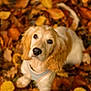 dog, puppy, cocker_spaniel, autumn_leaves, fall, leaves, outdoor, portrait, bokeh, close_up, cute, looking_up, harness, cream_fur, brown_ears, nose, eyes, nature, park, warm_lighting