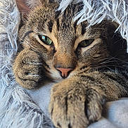 Lili a rejoint le concours — aidez-le/la à gagner de superbes lots ! animal, blanket, cat, closeup, comfort, cozy, cute, ears, face, feline, fur, indoor, paw, pet, relaxing, resting, sleepy, soft, tabby, whiskers