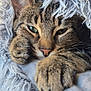 animal, blanket, cat, closeup, comfort, cozy, cute, ears, face, feline, fur, indoor, paw, pet, relaxing, resting, sleepy, soft, tabby, whiskers