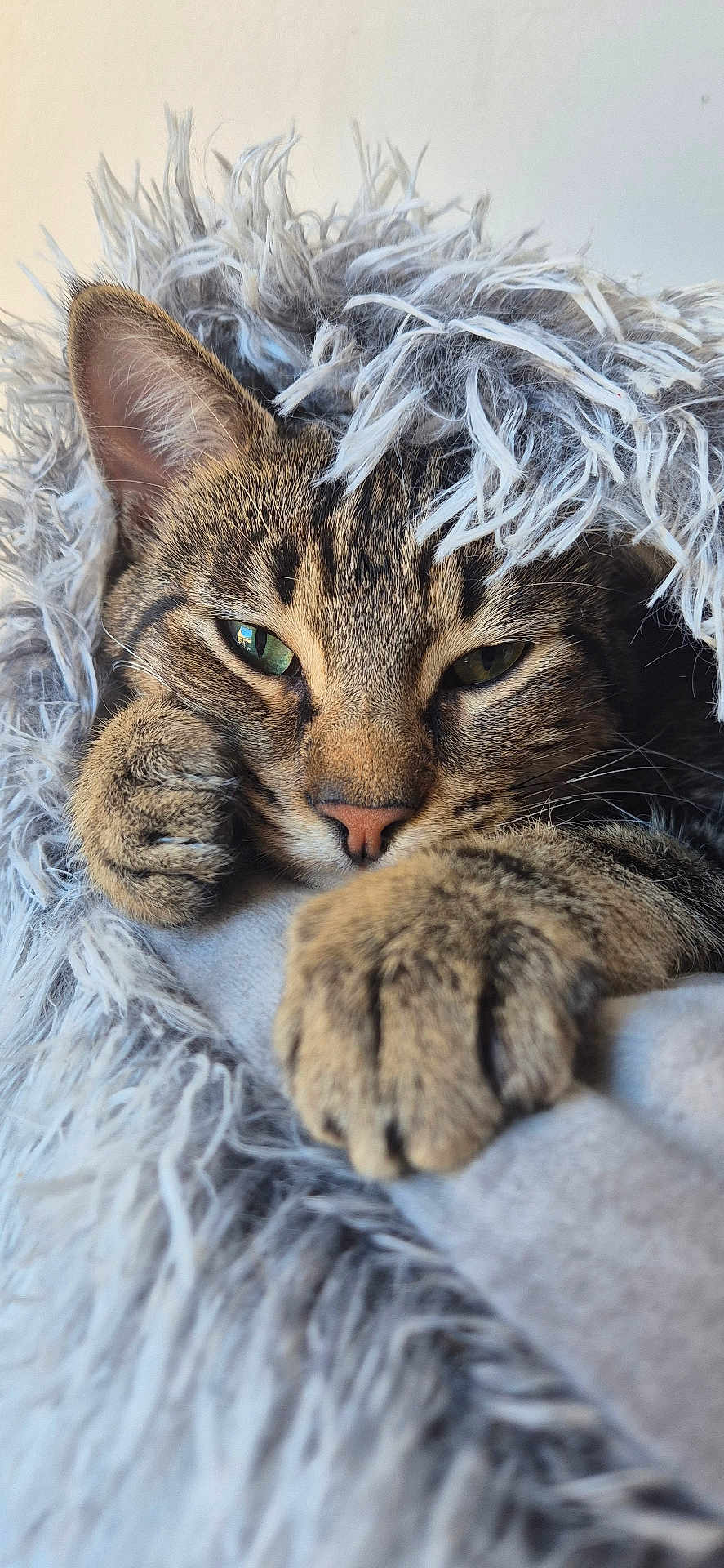 Lili