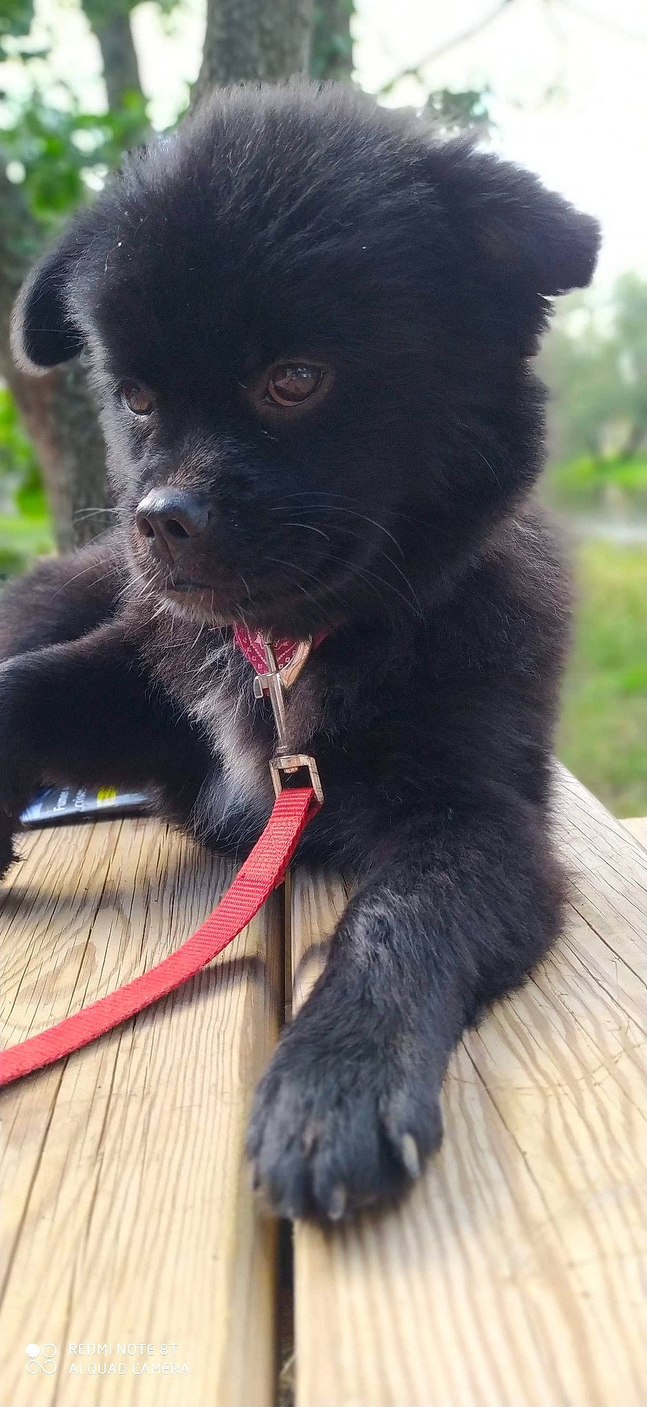 Roxy a rejoint le concours — aidez-le/la à gagner de superbes lots ! canidae, carnivore, companion_dog, dog, dog_breed, mammal, newfoundland, pomeranian, puppy, schipperke, snout, sporting_group, vertebrate