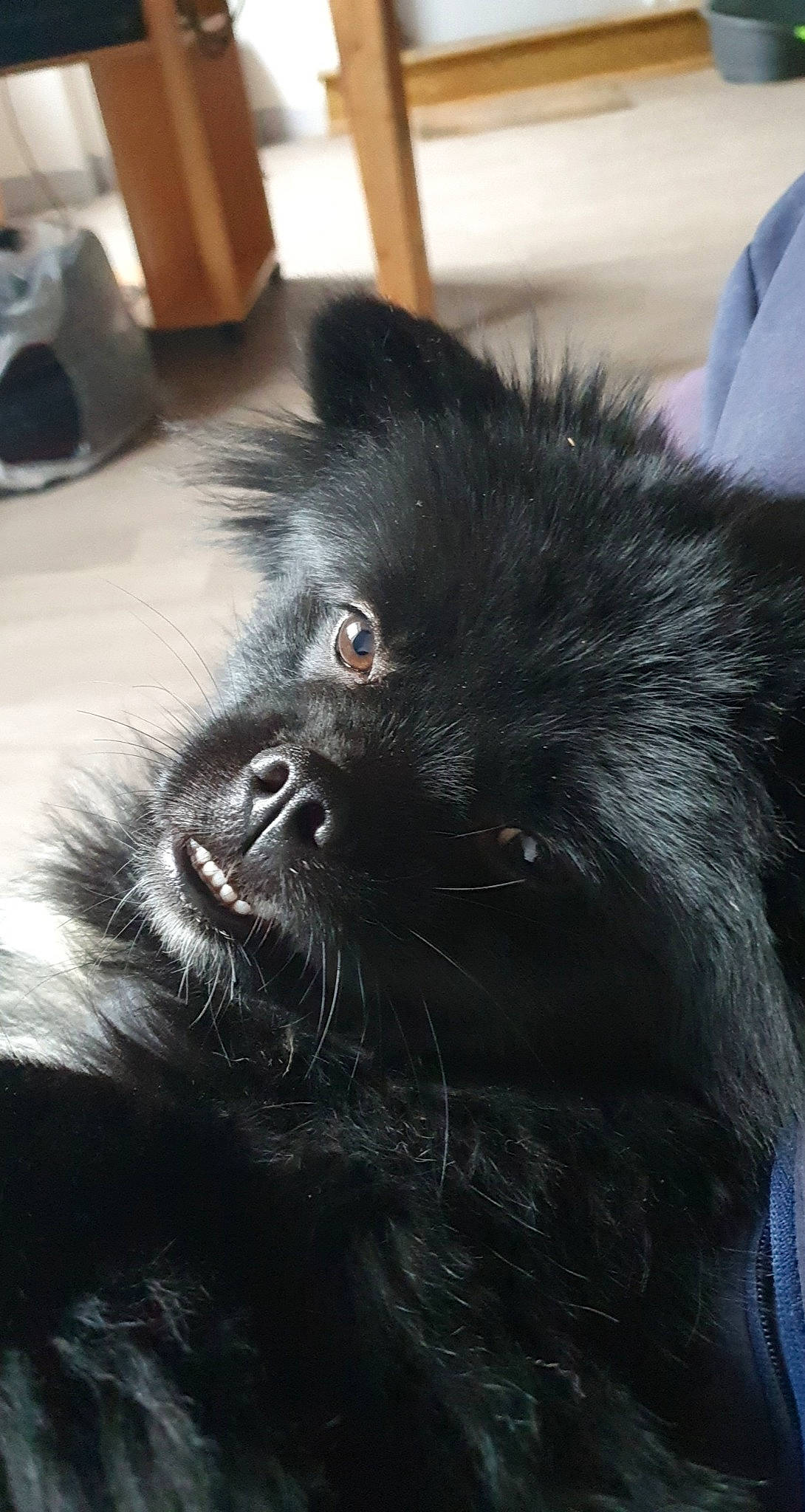 Roxy a rejoint le concours — aidez-le/la à gagner de superbes lots ! canidae, carnivore, companion_dog, dog, dog_breed, fur, non_sporting_group, sitting, snout, sporting_group, terrestrial_animal, toy_dog, whiskers, wildlife, working_animal