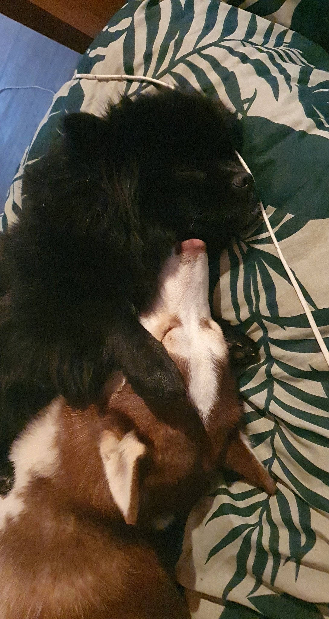 Roxy participe au concours pour gagner de l'argent avec cette photo : canidae, carnivore, claw, comfort, companion_dog, dog, dog_breed, ear, fawn, felidae, fur, gesture, nap, paw, small_to_medium_sized_cats, snout, sporting_group, tail, tints_and_shades, whiskers