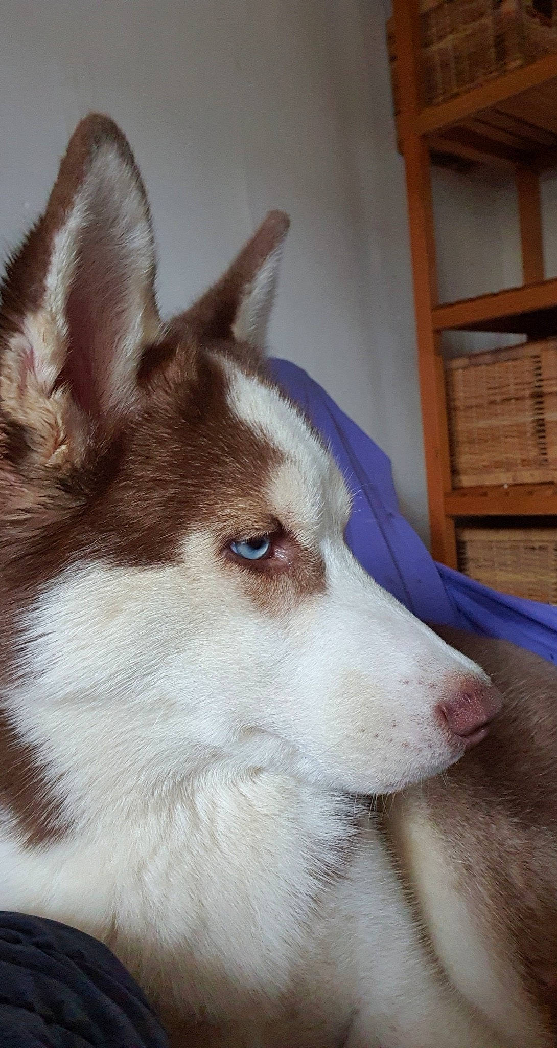 Raiven a rejoint le concours — aidez-le/la à gagner de superbes lots ! canadian_eskimo_dog, canidae, carnivore, czechoslovakian_wolfdog, dog, dog_breed, east_siberian_laika, mammal, native_american_indian_dog, saarloos_wolfdog, sakhalin_husky, seppala_siberian_sleddog, siberian_husky, sled_dog, snout, tamaskan_dog, thai_bangkaew_dog, vertebrate, west_siberian_laika, wolfdog