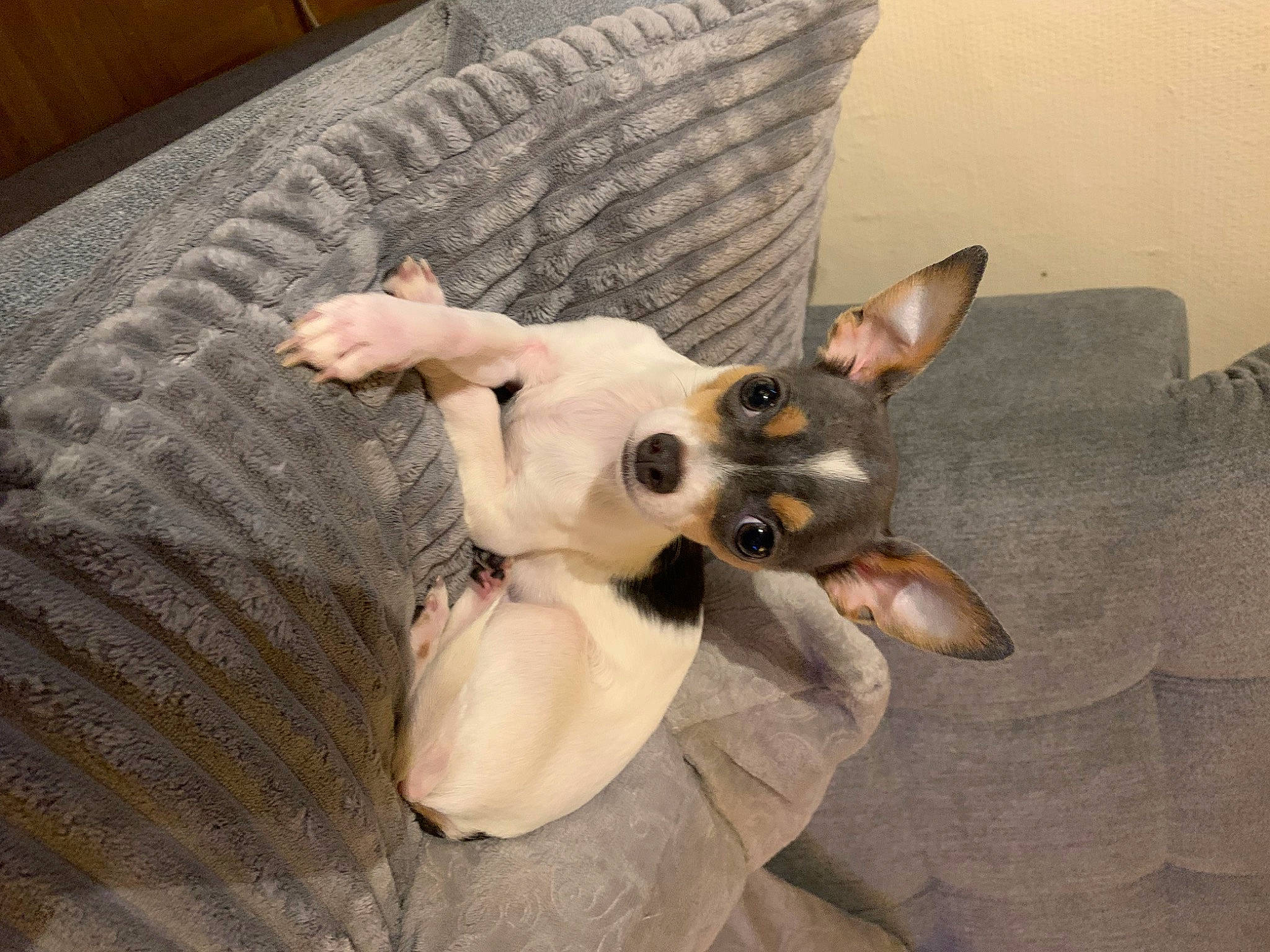 Socrate a rejoint le concours — aidez-le/la à gagner de superbes lots ! carnivore, chihuahua, collar, comfort, companion_dog, dog, dog_breed, dog_supply, ear, fawn, felidae, flooring, fur, paw, small_to_medium_sized_cats, tail, toy_dog, whiskers, wood, working_animal