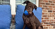 Izzy Mae is registered to the contest to win money with this photo: dog, brown_dog, blue_ball, blue_cushion, chair, outdoor, brick_wall, window, pet, playing, cute, animal, canine, sitting, toy, fun, domestic_animal, furniture, portrait, daylight
