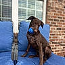 dog, brown_dog, blue_ball, blue_cushion, chair, outdoor, brick_wall, window, pet, playing, cute, animal, canine, sitting, toy, fun, domestic_animal, furniture, portrait, daylight
