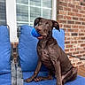 Izzy Mae joined the competition — help win amazing prizes! dog, puppy, chocolate_labrador, blue_ball, blue_cushion, chair, wet_fur, playful, pet, animal, outdoor, brick_wall, window, young_dog, looking_up, sitting, tongue_out, ears_up, happy, domestic_animal