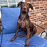 Izzy Mae joined the competition — help win amazing prizes! dog, puppy, chocolate_labrador, wet, blue_cushion, chair, outdoor, brick_wall, window, wooden_deck, pet, animal, sitting, looking_up, ears_floppy, muzzle, fur, cute, young, domestic_animal