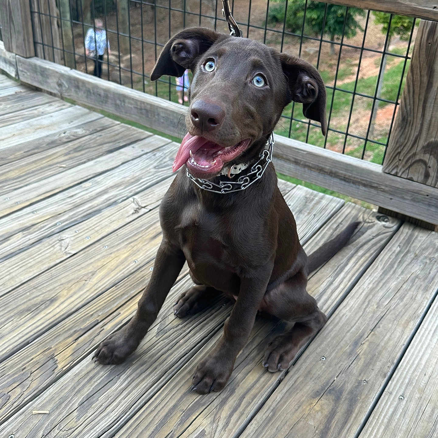Izzy Mae joined the competition — help win amazing prizes! dog, puppy, labrador, blue_eyes, collar, leash, wooden_deck, fence, outdoor, greenery, tongue_out, sitting, happy, pet, animal, ears_up, brown_coat, playful, canine, nature
