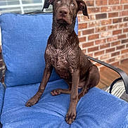 Izzy Mae is registered to the contest to win money with this photo: dog, puppy, labrador, chocolate, wet, blue_cushion, chair, porch, brick_wall, window, outdoor, pet, canine, sitting, curious, young_dog, fur, animal, domestic_animal, looking_up