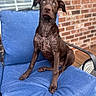 dog, puppy, labrador, chocolate, wet, blue_cushion, chair, porch, brick_wall, window, outdoor, pet, canine, sitting, curious, young_dog, fur, animal, domestic_animal, looking_up