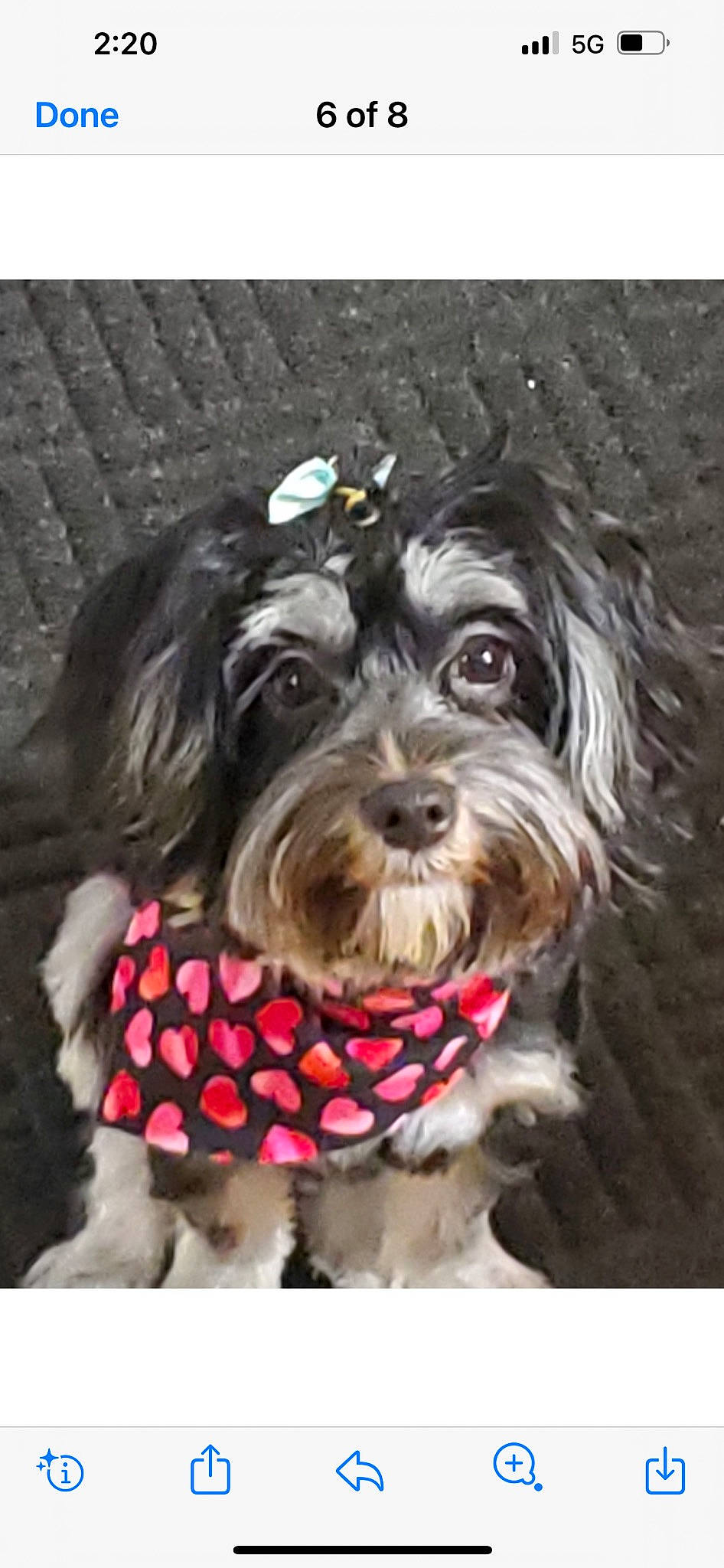 Maddie May is registered to the contest to win money with this photo: canidae, carnivore, collar, companion_dog, dog, dog_breed, dog_collar, dog_supply, fashion_accessory, font, liver, pattern, pet_supply, small_terrier, snout, sporting_group, terrier, toy_dog, water_dog, working_animal