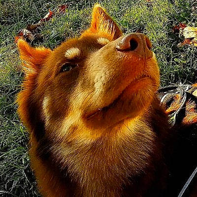 Maui is registered to the contest to win money with this photo: canidae, carnivore, dog, dog_breed, fawn, finnish_spitz, fur, grass, mammal, snout, vertebrate, whiskers
