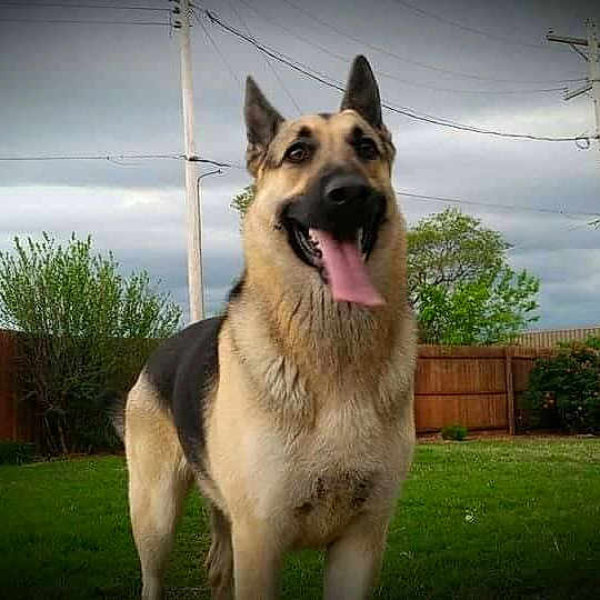 Shera