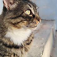 Ninette participe au concours pour gagner de l'argent avec cette photo : cat, tabby, animal, pet, close_up, profile, yellow_eyes, whiskers, fur, sitting, outdoor, concrete, paws, focus, mammal, cute, domestic_cat, feline, side_view, alert