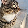 cat, tabby, animal, pet, close_up, profile, yellow_eyes, whiskers, fur, sitting, outdoor, concrete, paws, focus, mammal, cute, domestic_cat, feline, side_view, alert