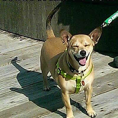 Mickey joined the competition — help win amazing prizes! dog, small_dog, leash, harness, outdoor, sunlight, wooden_deck, shadow, pet, canine, happy, tongue_out, walking, animal, daylight, ears_up, smiling, standing, nature, playful