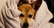 Mickey is registered to the contest to win money with this photo: dog, blanket, wrapped, cozy, brown, ears, face, pet, cute, snug, fur, indoor, resting, comfort, animal, soft, warm, sleepy, portrait, relaxed