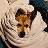dog, blanket, wrapped, cozy, brown, ears, face, pet, cute, snug, fur, indoor, resting, comfort, animal, soft, warm, sleepy, portrait, relaxed